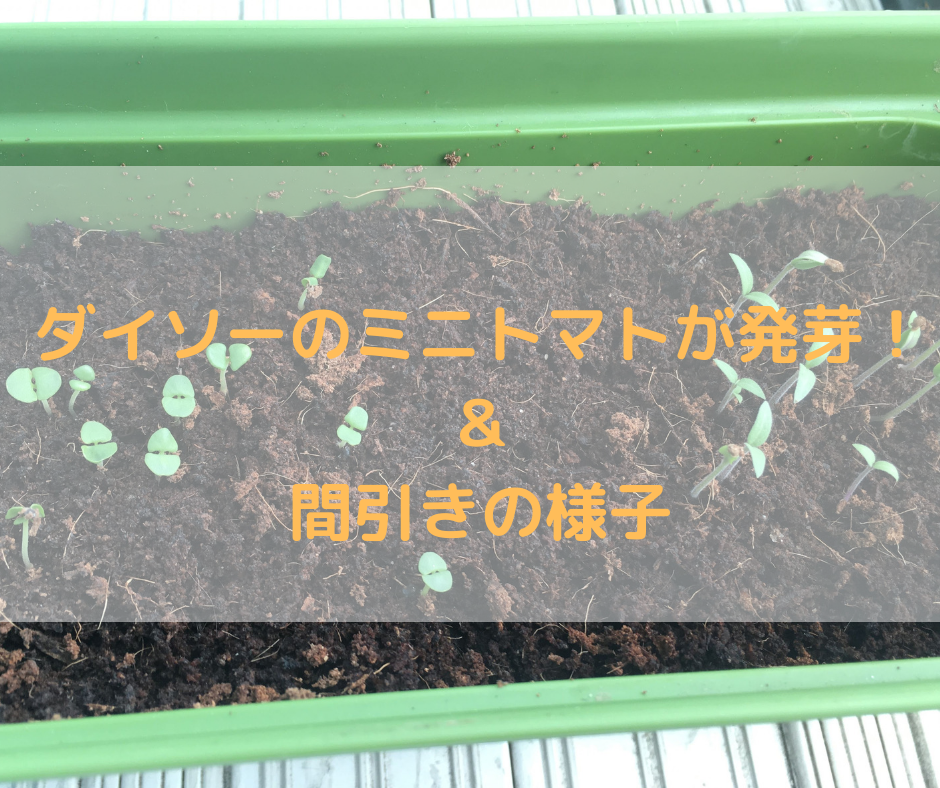 水耕栽培記録 ダイソーのミニトマトの種が発芽 ベビーリーフを間引きます こらみんのあれこれblog