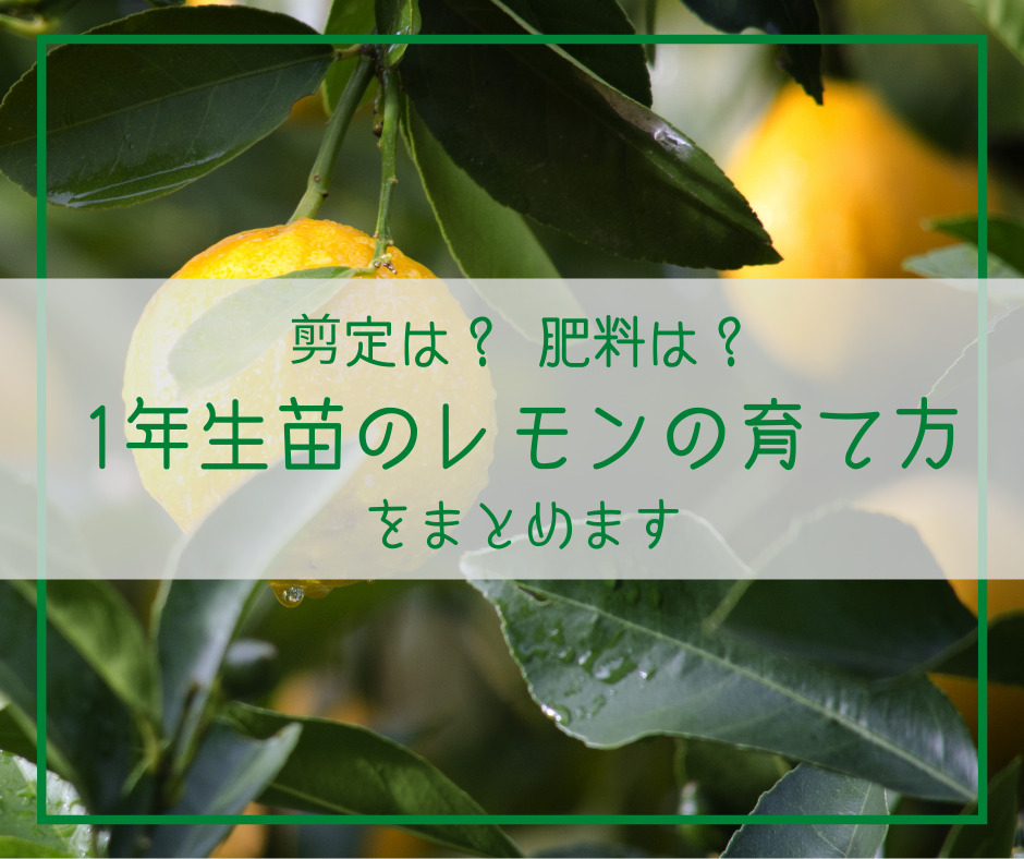 剪定 肥料はどうする 1年生苗のレモンの育て方をまとめます こらみんのあれこれblog