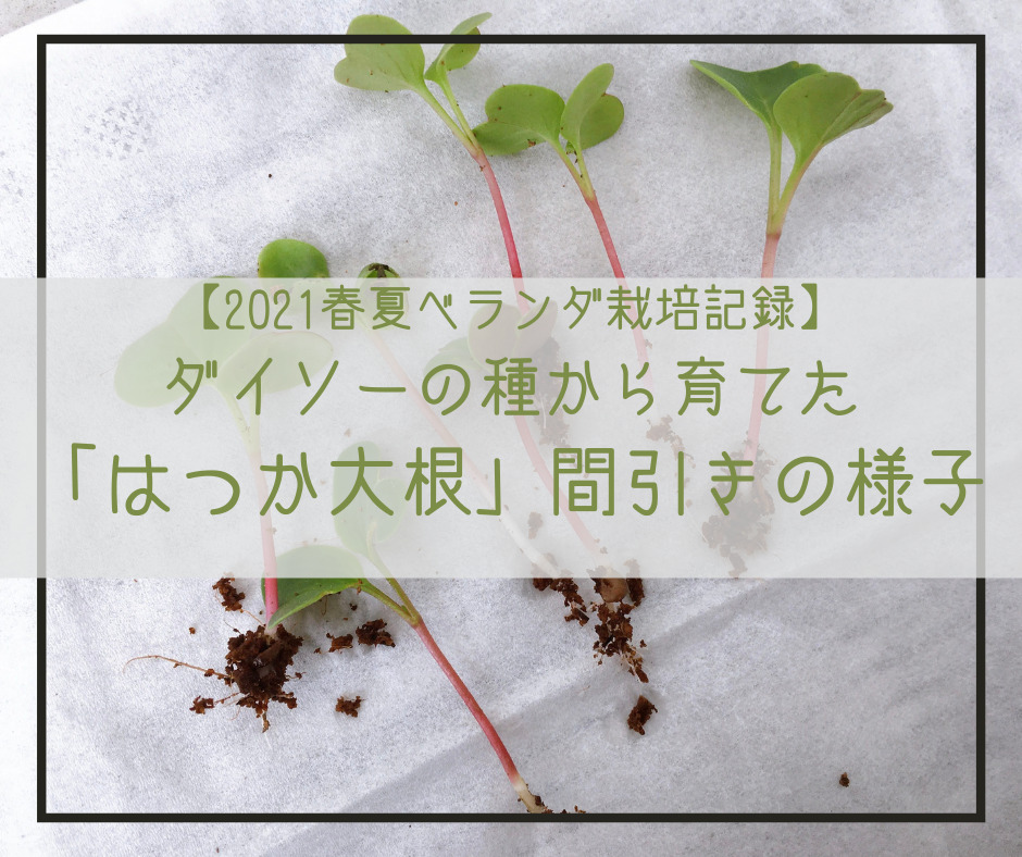 21春まき ベランダ栽培野菜の記録 はつか大根を間引きます ダイソーの種 こらみんのあれこれblog